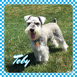 Thumbnail photo of Toby~~ADOPTION PENDING #3