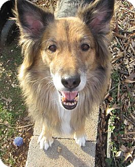 german shepherd sheltie mix german shepherd sheltie mix