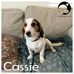 Thumbnail photo of Cassie #1