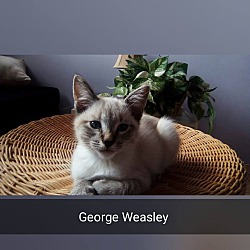 Thumbnail photo of George Weasley #2