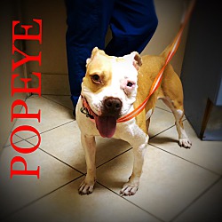 Thumbnail photo of Popeye #1