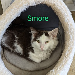 Photo of Smore