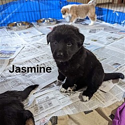 Thumbnail photo of Princess litter Jasmine #4