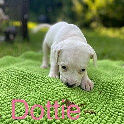 Thumbnail photo of Dottie #3