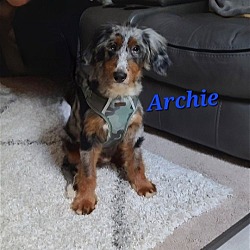 Thumbnail photo of Archie (Mini Bernedoodle mix) #1