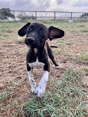 San Antonio, TX - Italian Greyhound/Pointer. Meet INKY a Pet for ...