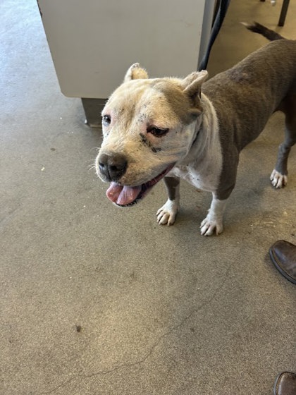 Fresno, CA - American Pit Bull Terrier. Meet Rosie a Pet for Adoption ...