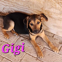 Thumbnail photo of Gigi #3