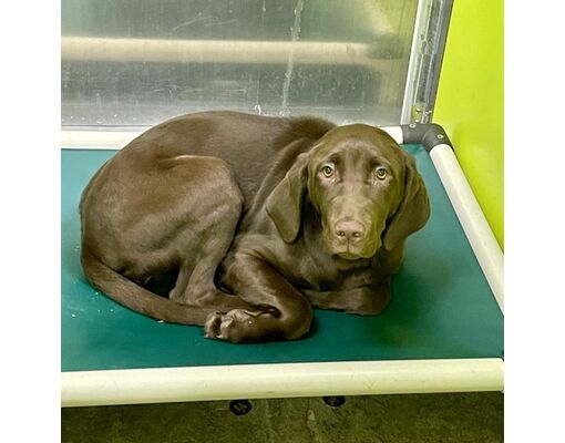 Spokane, WA - Labrador Retriever. Meet Chowder (Koko) a Pet for ...