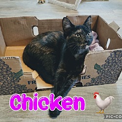 Photo of Chicken