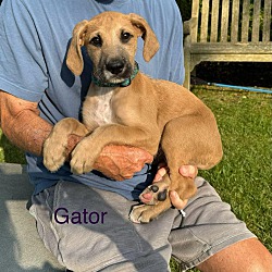 Thumbnail photo of Gator #4