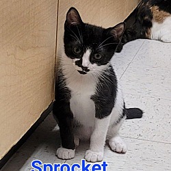 Thumbnail photo of Sprocket #2