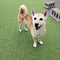 adopt-pet