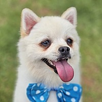 adopt-pet