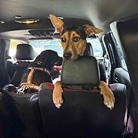 adopt a pet