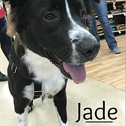 Thumbnail photo of Jade #1