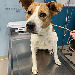 south jersey regional animal shelter.org