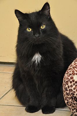 Fall River, Ma - Domestic Mediumhair. Meet Olivia A Pet For Adoption 