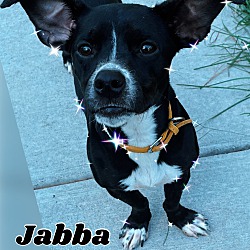 Photo of Jabba
