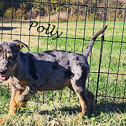 Thumbnail photo of Polly~adopted! #4