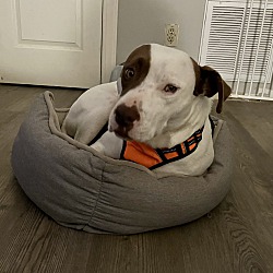 Thumbnail photo of Petey~adopted! #2
