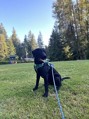 Carnation, WA - Labrador Retriever/Corgi. Meet Duke a Pet for Adoption ...