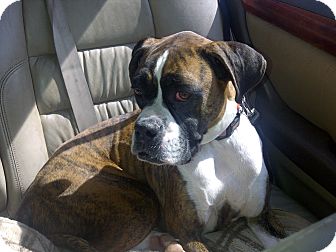 Lost Name Gracie Description Female Brindle Boxer Puppy Area Last Seen Glendale Az 85308 Address Last Seen H Losing A Pet Brindle Boxer Puppies Brindle Boxer