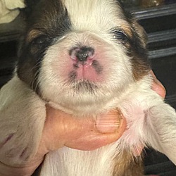 Thumbnail photo of 6 Shitzu pups #3