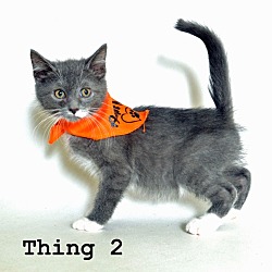 Thumbnail photo of Max/Thing#2 #4