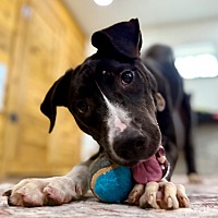 adopt a pet