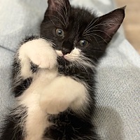 adopt a pet