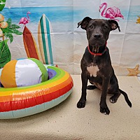 adopt a pet