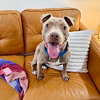 adopt a pet