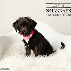Thumbnail photo of Hannah-pending adoption #2