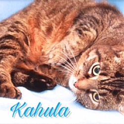 Thumbnail photo of Kahula #2