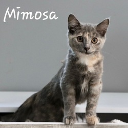 Photo of Mimosa
