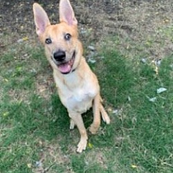 Thumbnail photo of Apollo #4