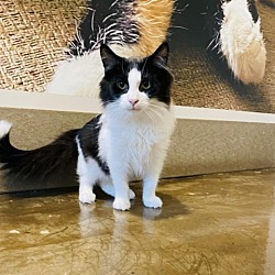 Photo of Prince