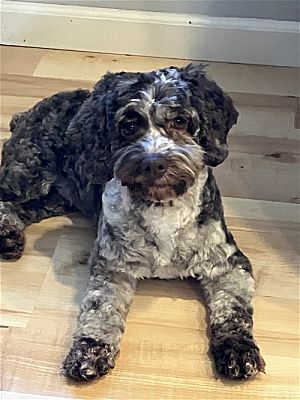 St. Louis Park, MN - Cockapoo. Meet Brulee a Pet for Adoption ...