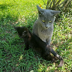 bonded pet photo