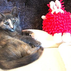 Thumbnail photo of NALA- (foster,Elizabeth) #1