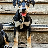 adopt a pet