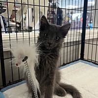 adopt a pet