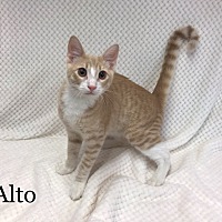 adopt-pet
