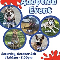 adopt a pet