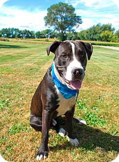 greater swiss mountain dane