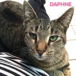Thumbnail photo of Daphne #2