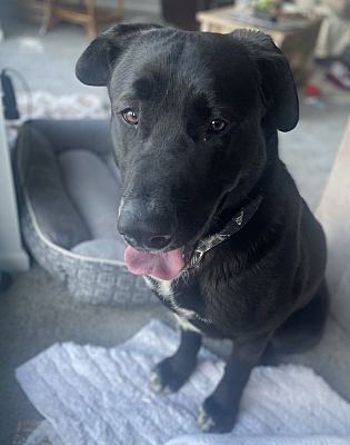 Highland, MI - Labrador Retriever/Husky. Meet Shadow/ 