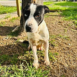 Photo of Lolita