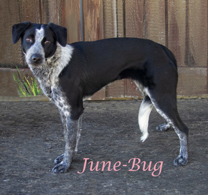 Photo of June-Bug (D24-004)